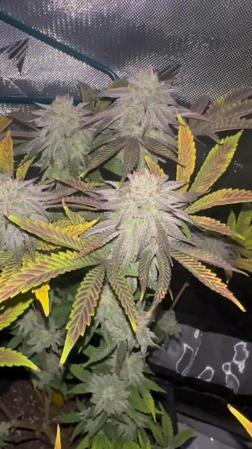 Dubble Cookies