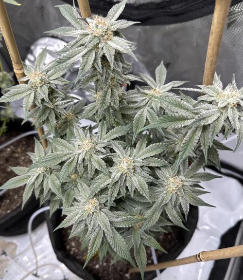 Dubble Cookies. Week 13 - Day 48