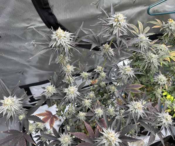 Dubble Cookies. Week 13 - Day 48