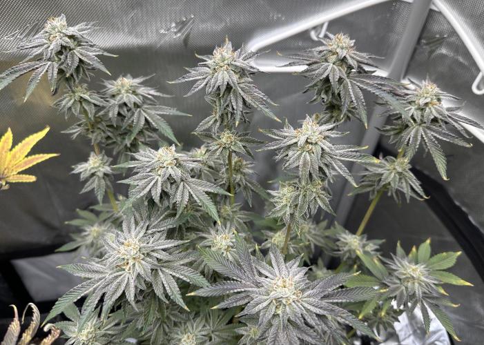Cloudlab 733 Advance Grow Tent 3x3 (36" x 36" x 72"). Week 13