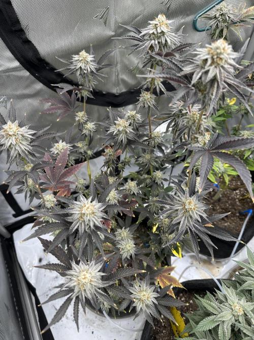 Dubble Cookies. Week 14