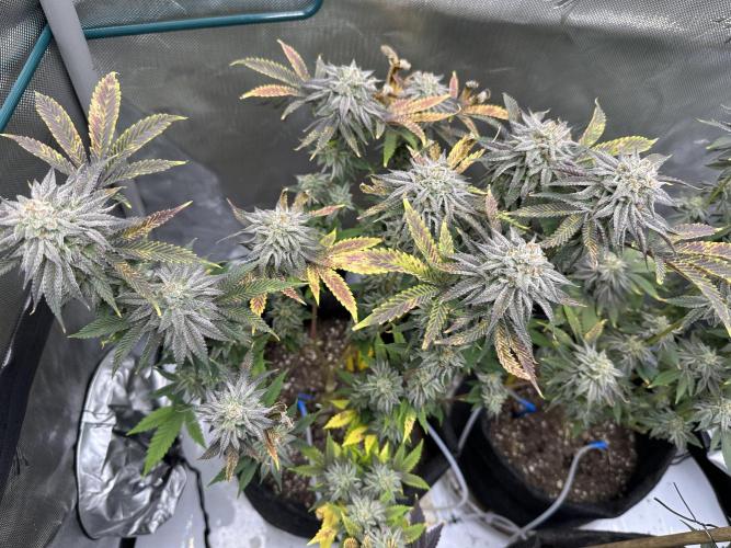 Dubble Cookies. Week 14
