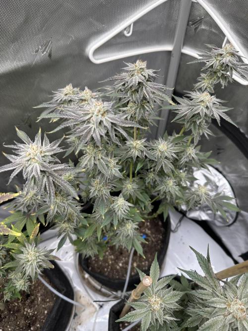 Dubble Cookies. Week 14