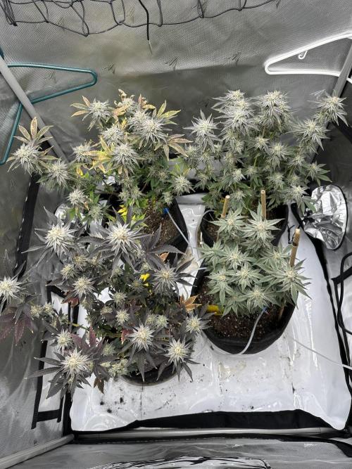 Dubble Cookies. Week 14