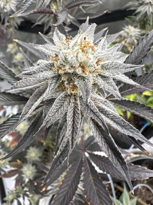 Dubble Cookies. Week 14