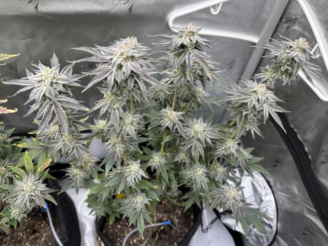 Cloudlab 733 Advance Grow Tent 3x3 (36" x 36" x 72"). Week 14