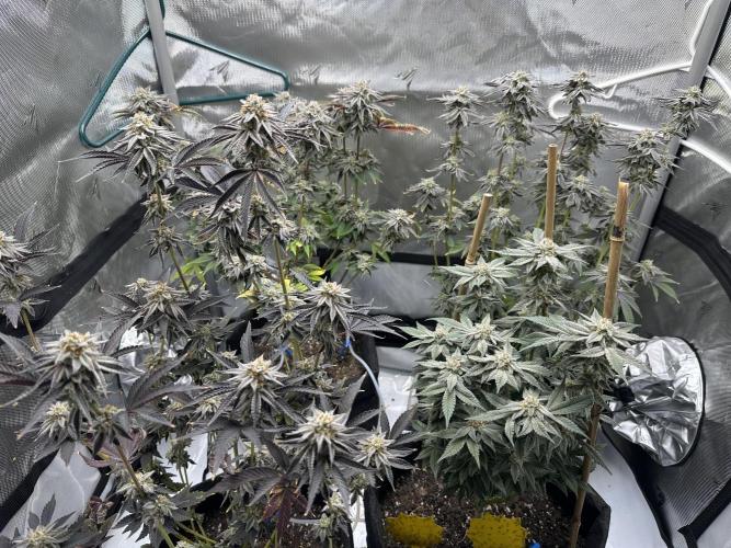 Dubble Cookies. Week 15 - Harvest 60