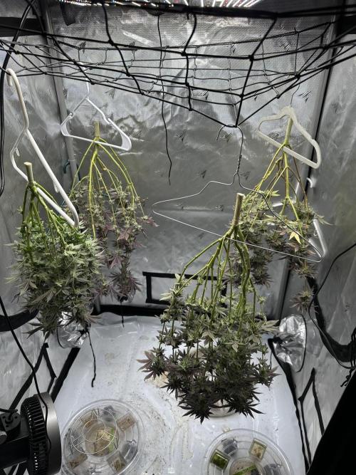 Dubble Cookies. Week 15 - Day 60