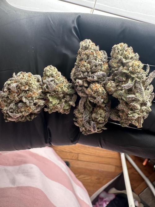Dubble Cookies. Week 15