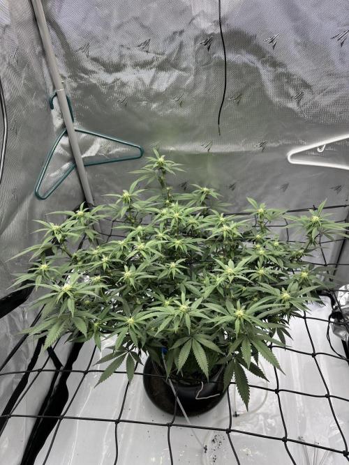 Tricho Jordan #5 S1. Week 16