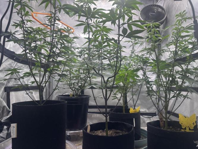 Exotic Sol. Week 1