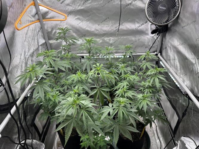 Exotic Sol. Week 1