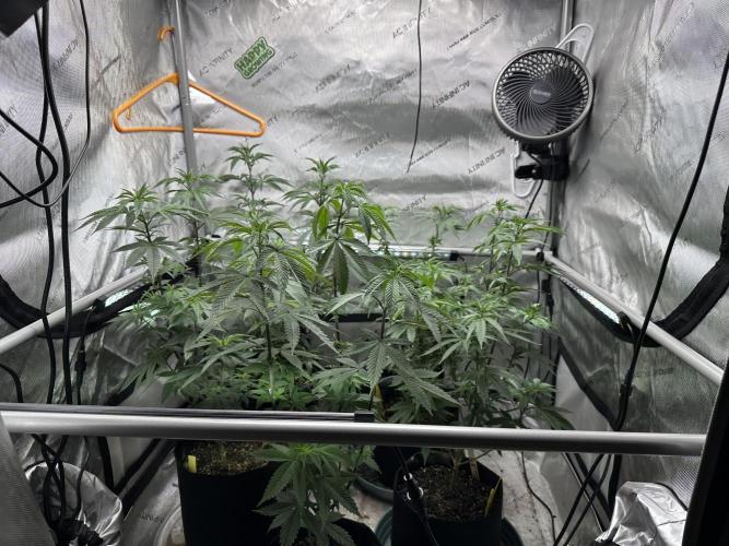 Exotic Sol. Week 1