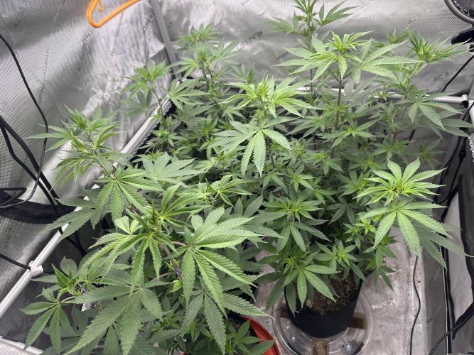 Exotic Sol. Week 2