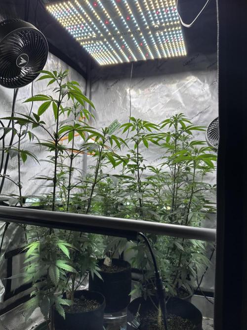 Exotic Sol. Week 2