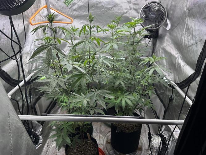 Exotic Sol. Week 2