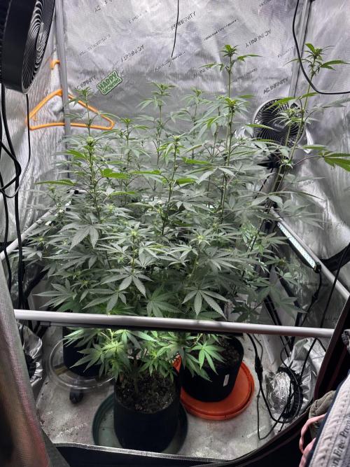 Exotic Sol. Week 3