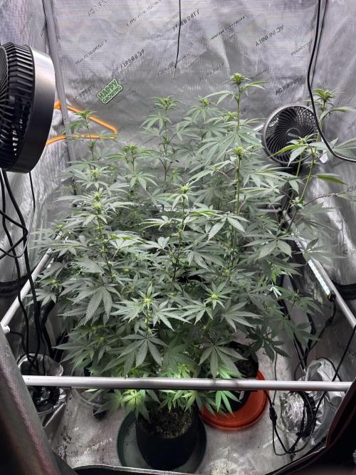 Exotic Sol. Week 3