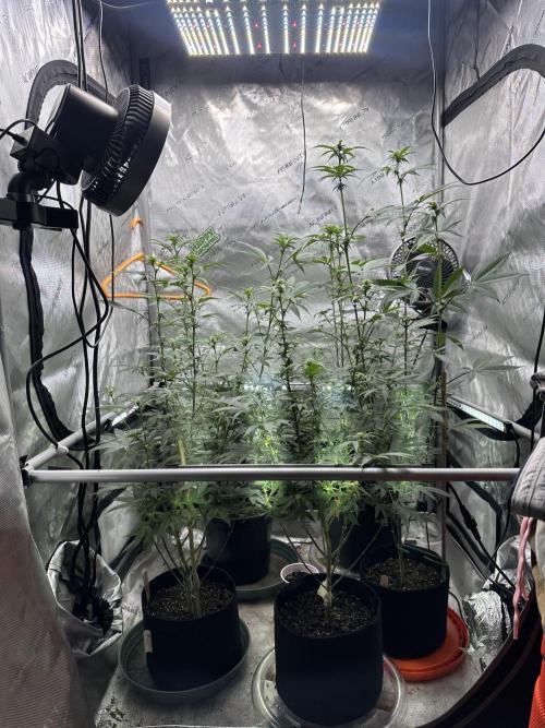 Exotic Sol. Week 3