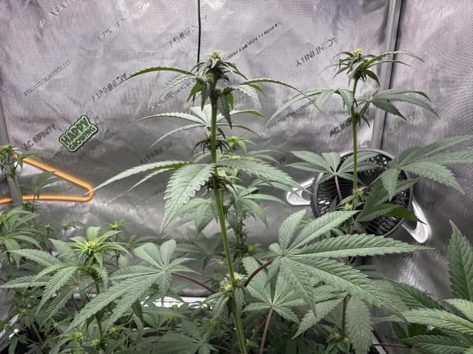 Exotic Sol. Week 3