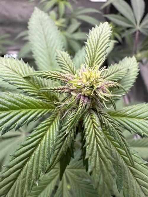 Exotic Sol. Week 3 - Purpled out 