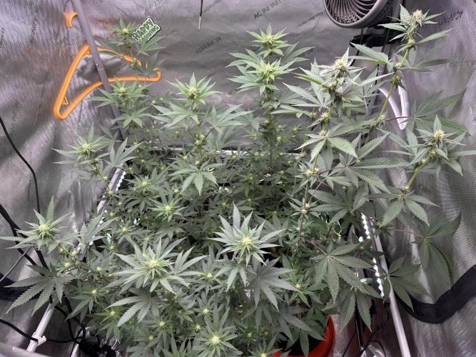 Exotic Sol. Week 4