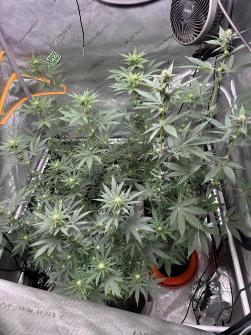 Exotic Sol. Week 4