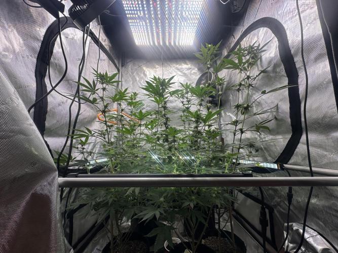 Exotic Sol. Week 4
