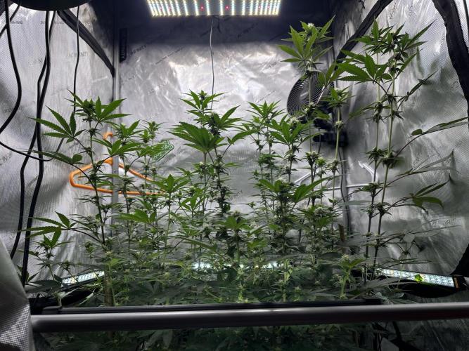 Exotic Sol. Week 4