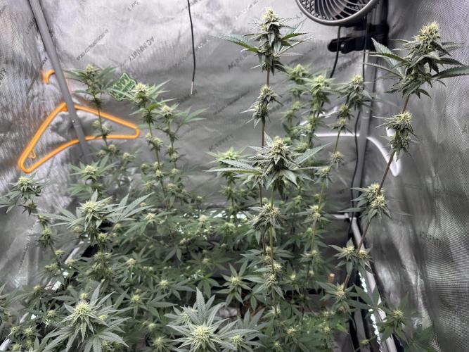 Exotic Sol. Week 5