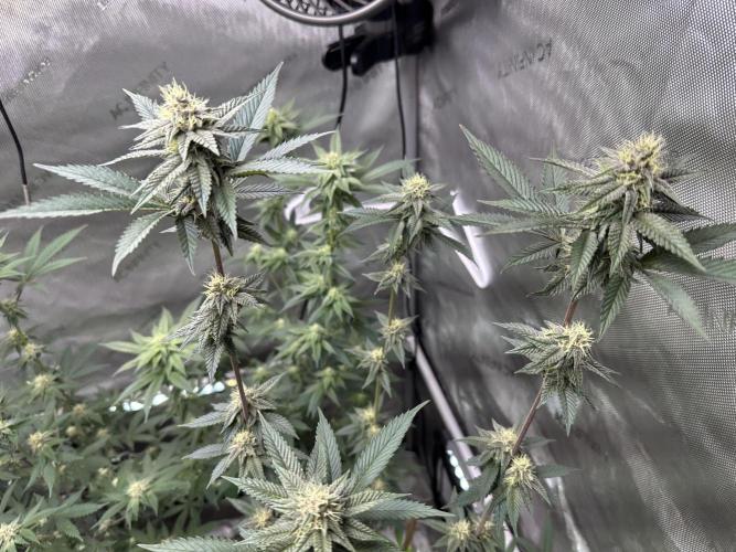 Exotic Sol. Week 5