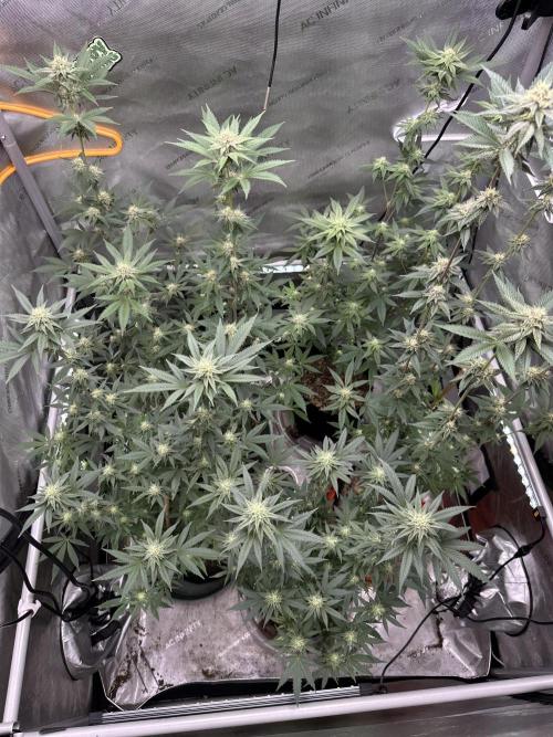 Exotic Sol. Week 5