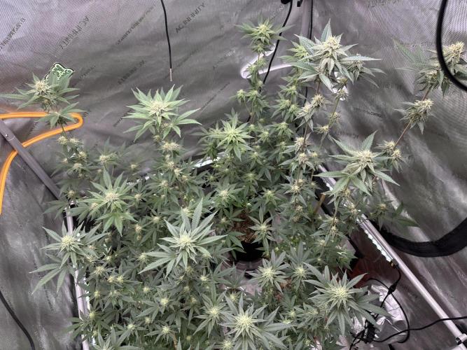 Exotic Sol. Week 5