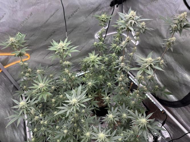 Exotic Sol. Week 5