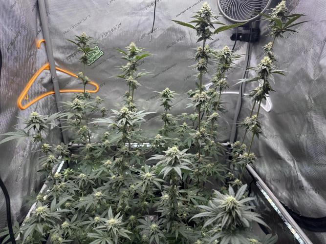 Exotic Sol. Week 5