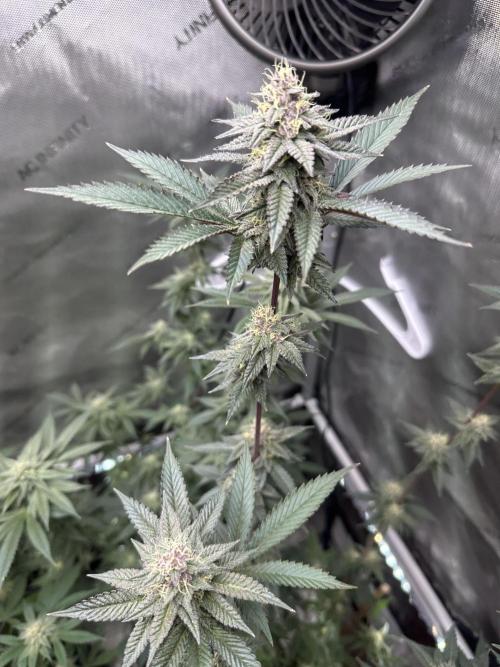Exotic Sol. Week 6
