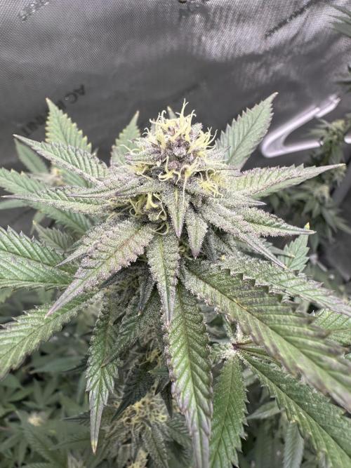 Exotic Sol. Week 6