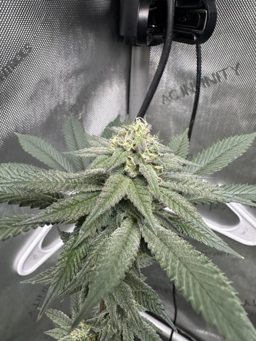 Exotic Sol. Week 6