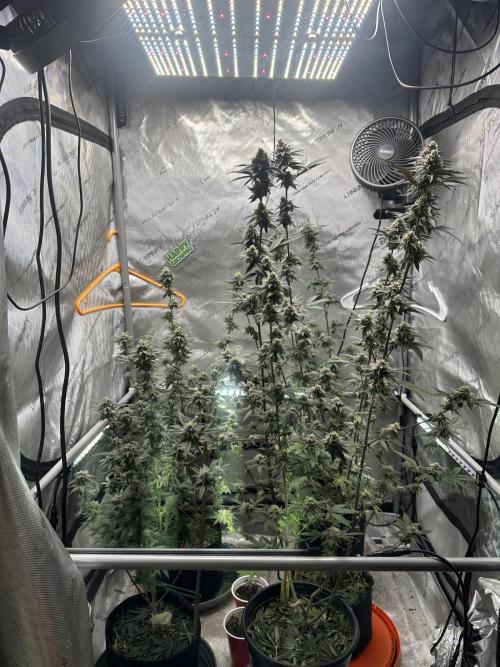 Exotic Sol. Week 7 - Day 49