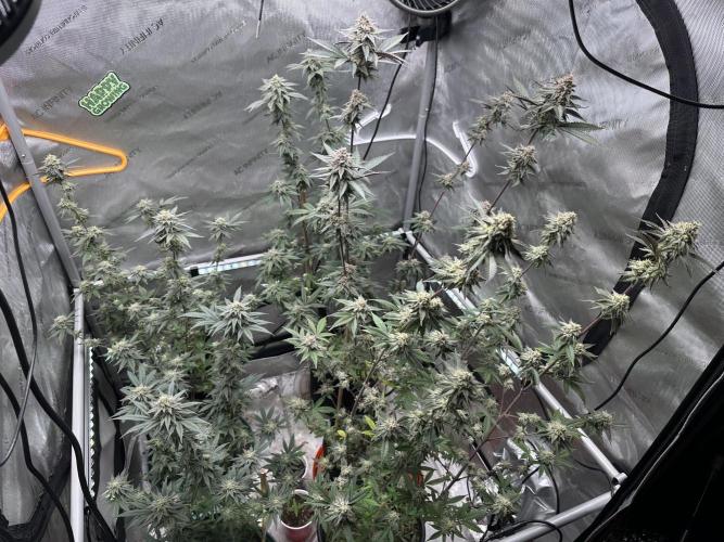 Exotic Sol. Week 7 - Day 49