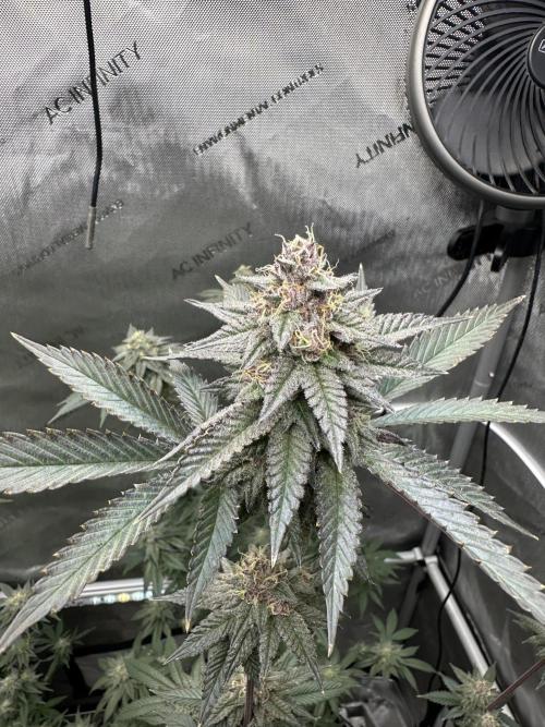 Exotic Sol. Week 7 - Day 49