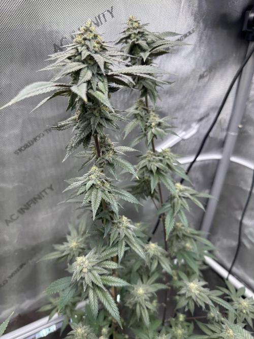 Exotic Sol. Week 7 - Day 49