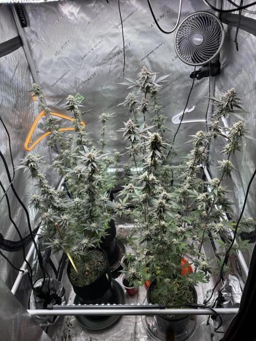 Exotic Sol. Week 7