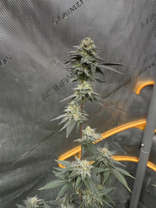 Exotic Sol. Week 7