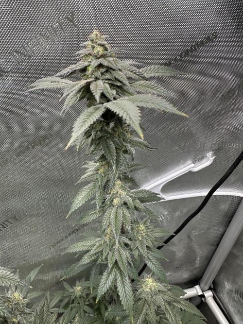 Exotic Sol. Week 7