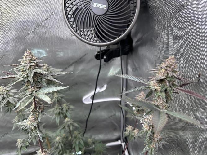 Exotic Sol. Week 7