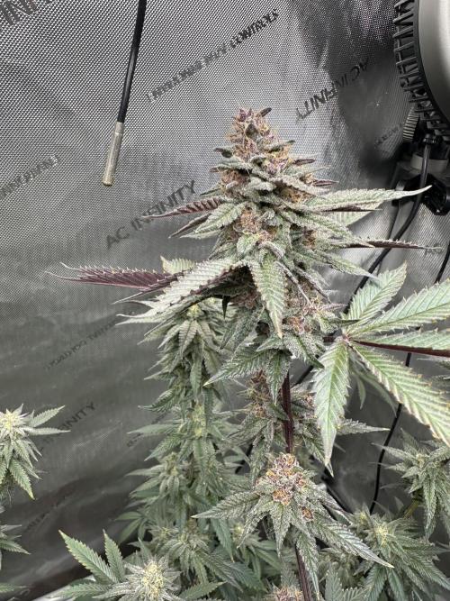 Exotic Sol. Week 7 - Day 55