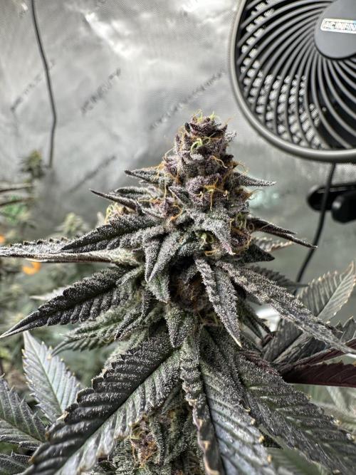 Exotic Sol. Week 7 - Day 55