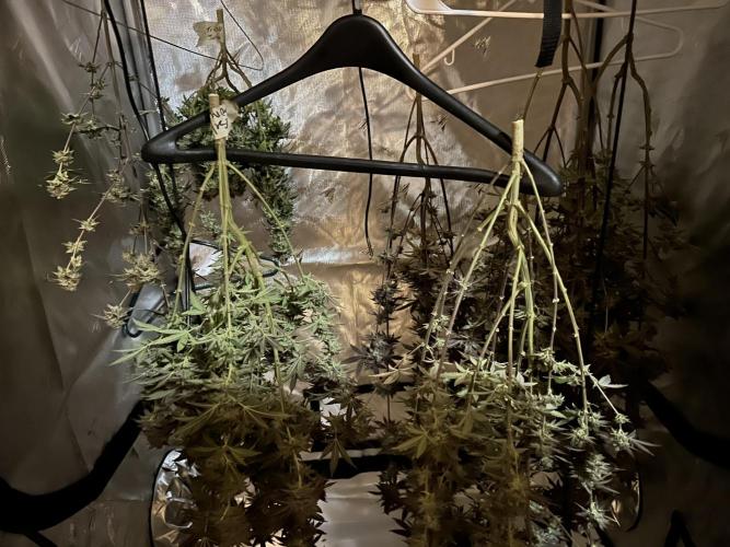 Exotic Sol. Week 8