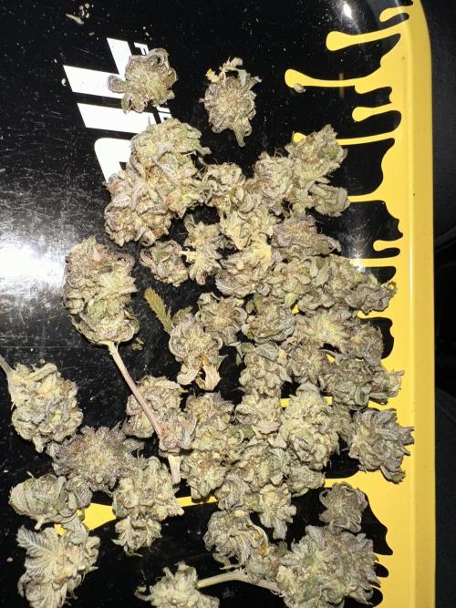 Tricho Jordan #5 S1. Week 23 - 2 week cure, not so dense, seeded